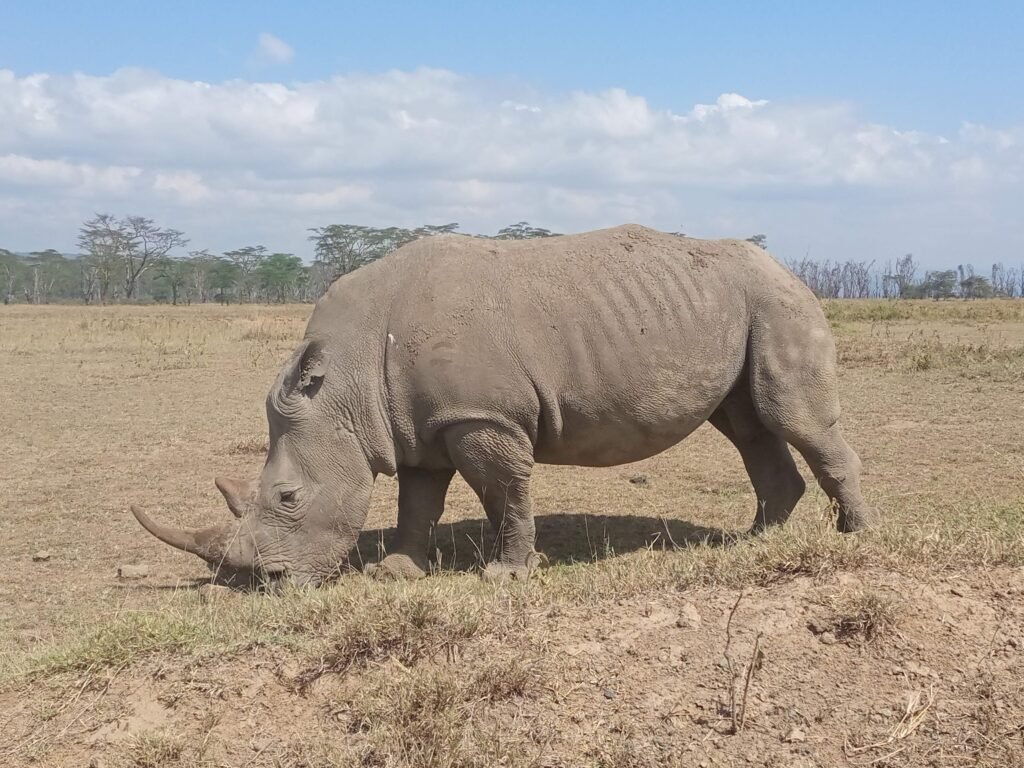 5-Day Samburu & Lake Nakuru Safari