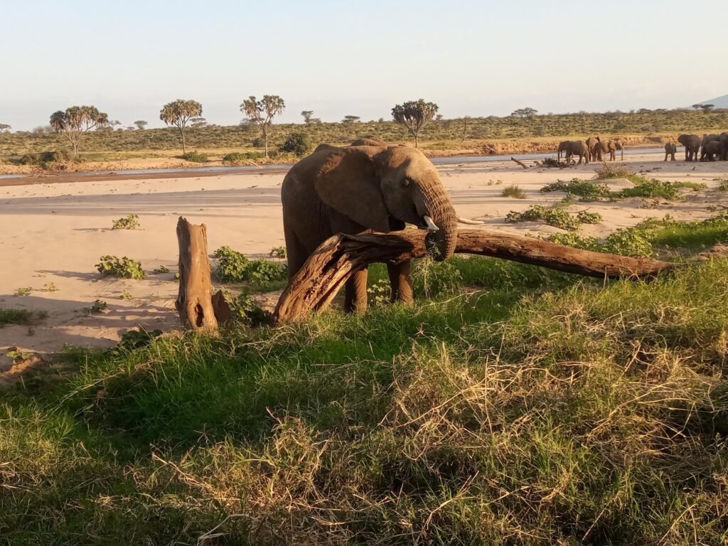 3 Days Samburu Safari