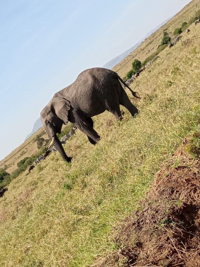 2 Days Maasai Mara Safari