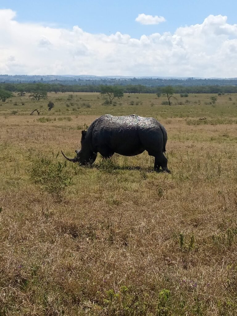 Lake Nakuru 1-Day Trip