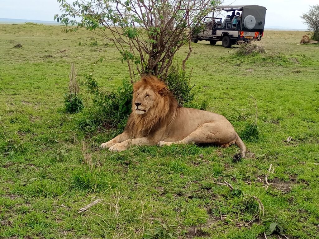 2 Days Maasai Mara Safari