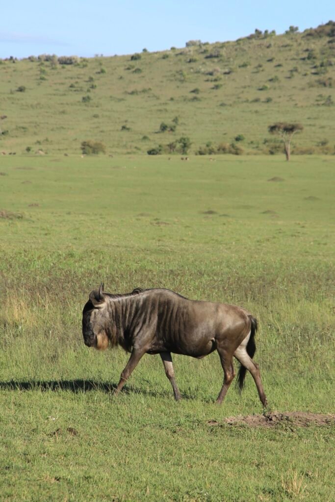 6-Day Kenya Wildlife Budget Private Safari